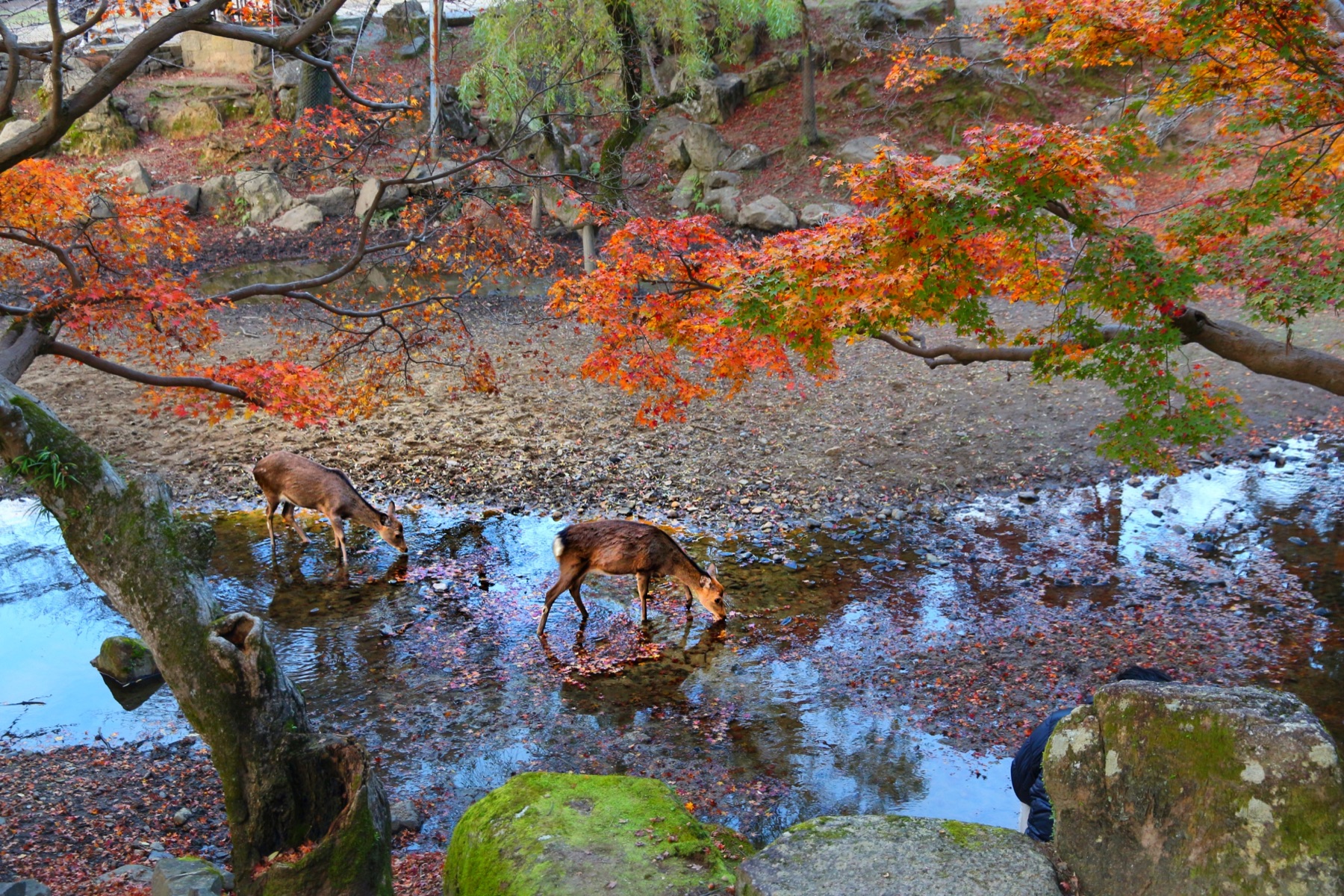 奈良公园秋叶下休憩的鹿
